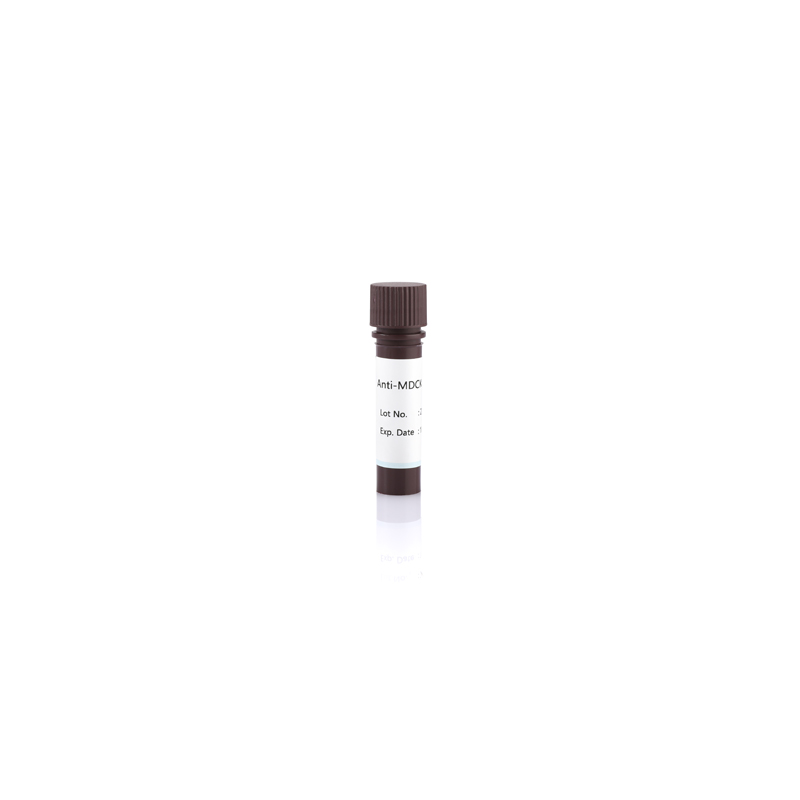 Anti-MDCK HCP Antibody