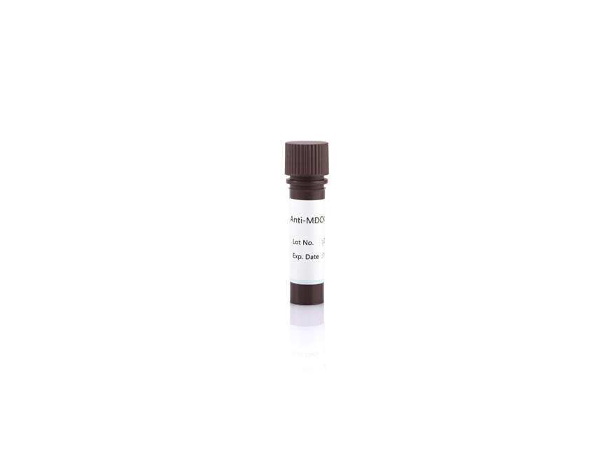 Anti-MDCK HCP Antibody
