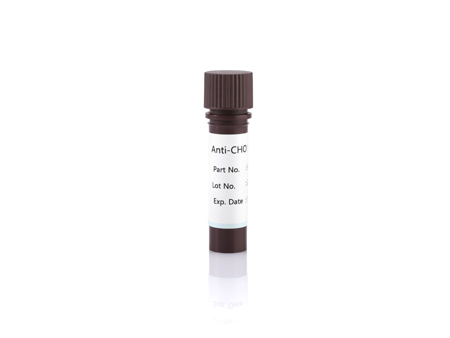 Anti-CHO HCP Antibody