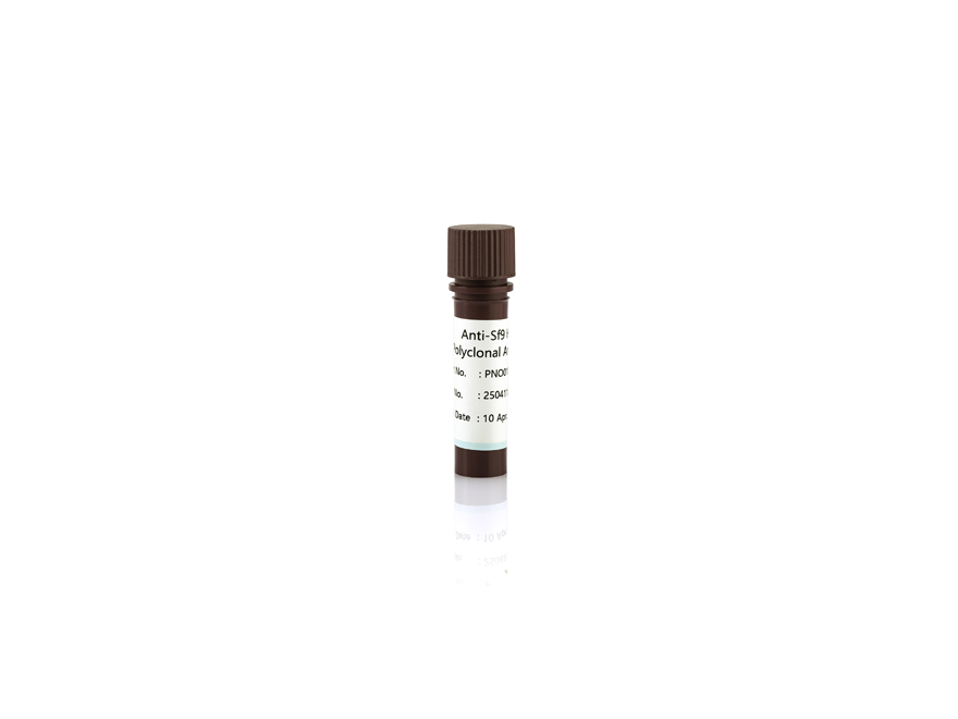 Anti-Sf9 HCP Antibody