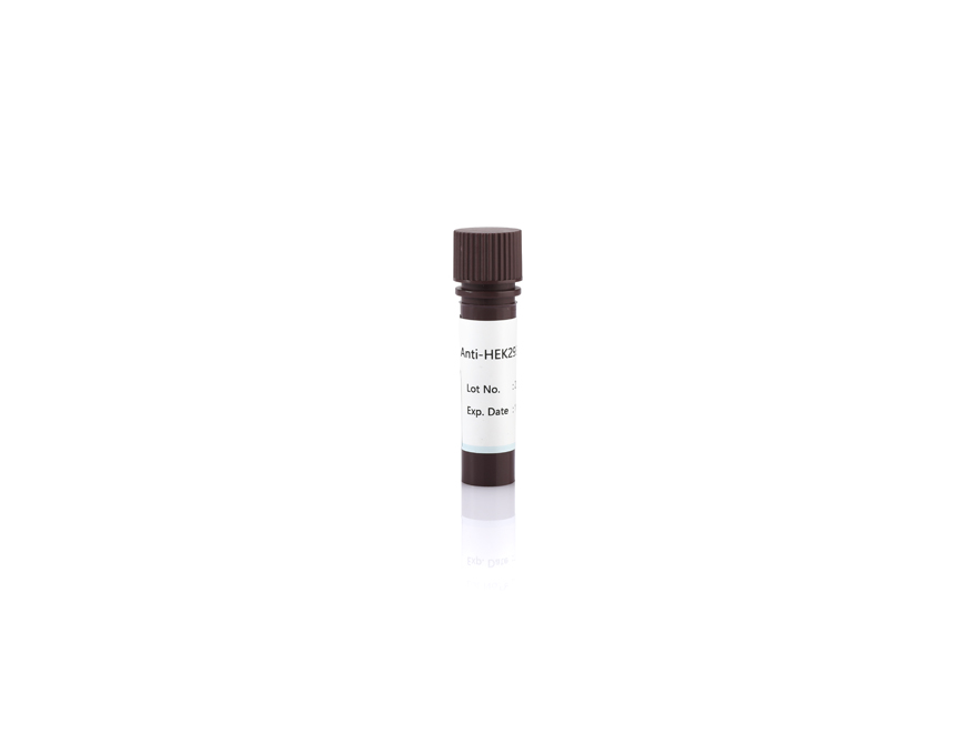 Anti-HEK293 HCP Antibody
