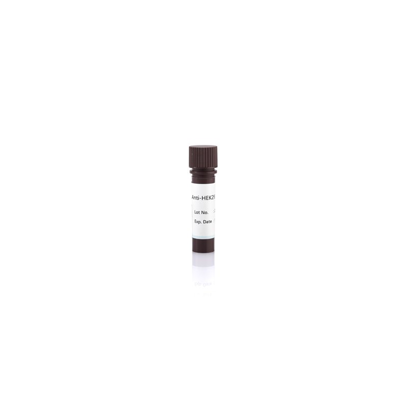 Anti-HEK293 HCP Antibody