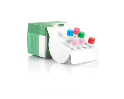 PCV-2 Plasmid DNA Standard