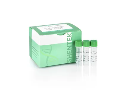 PCV-1 Positive Control